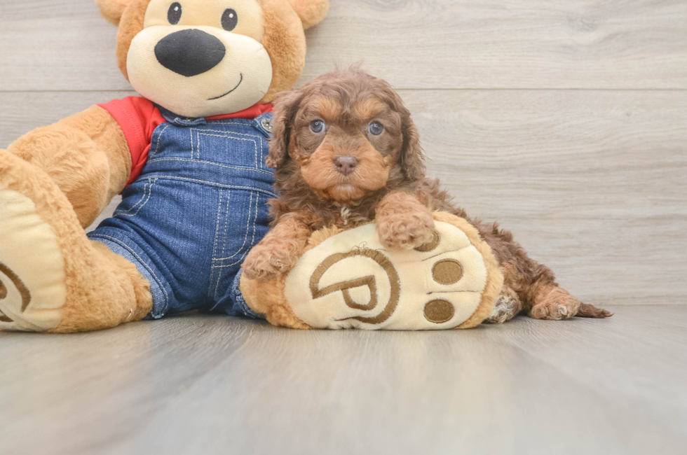 5 week old Cavapoo Puppy For Sale - Premier Pups