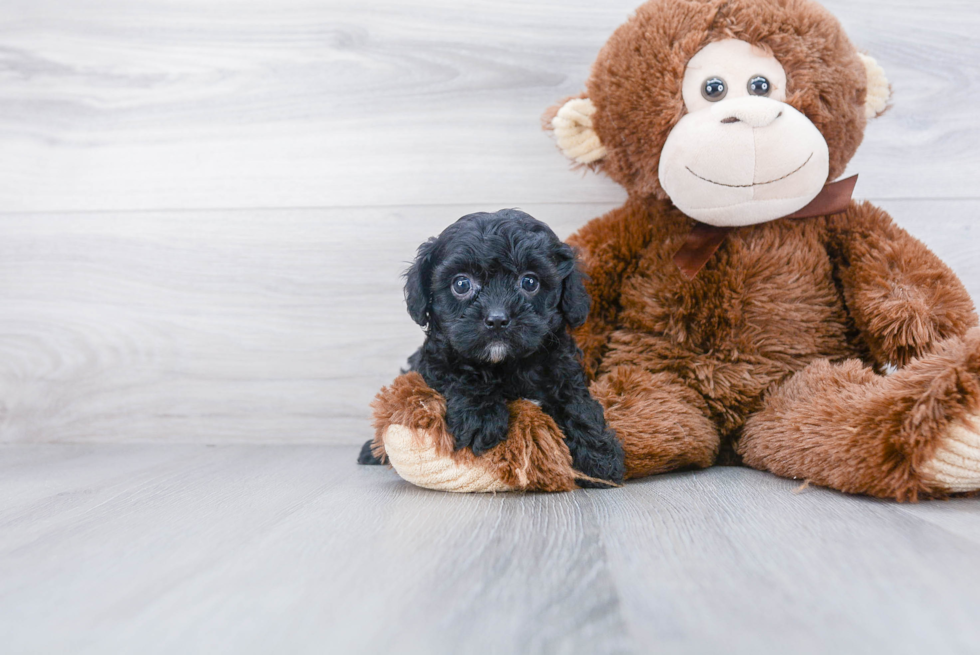 Best Cavapoo Baby