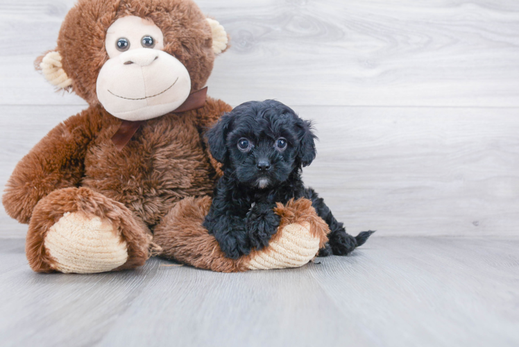 Best Cavapoo Baby