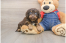 Small Cavapoo Baby