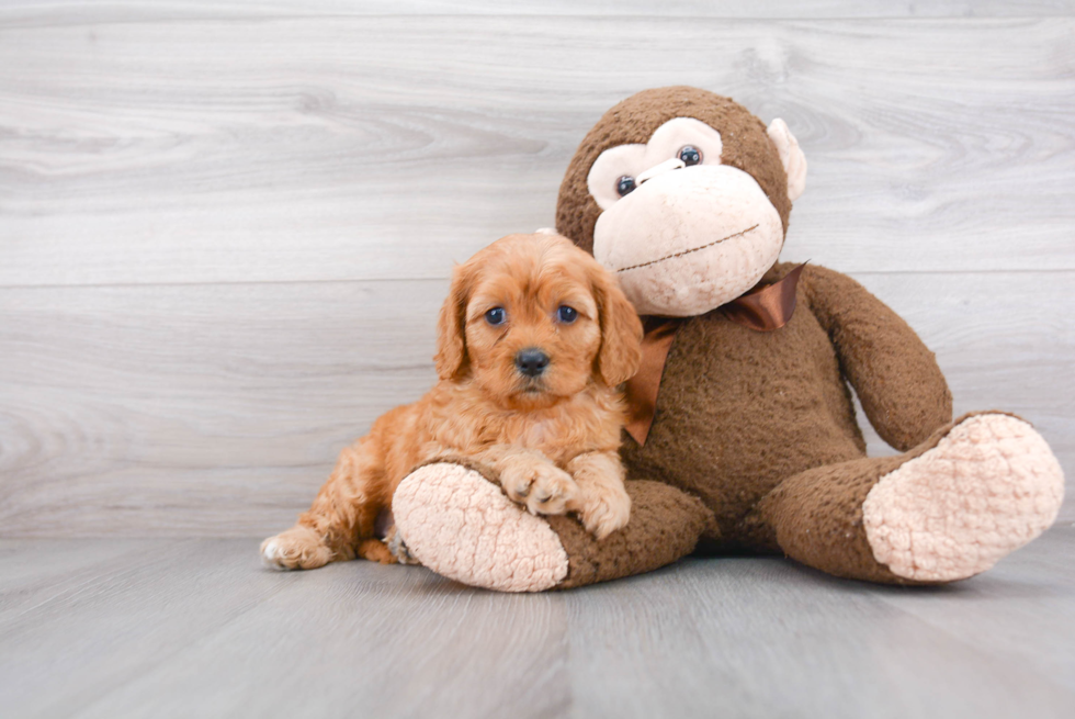 Smart Cavapoo Poodle Mix Pup