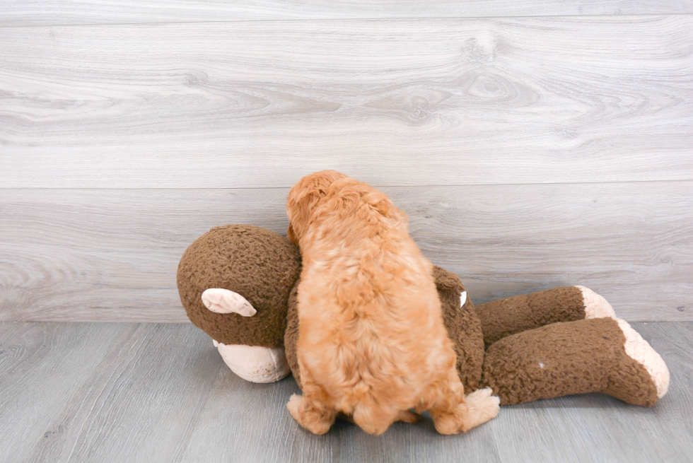 Fluffy Cavapoo Poodle Mix Pup