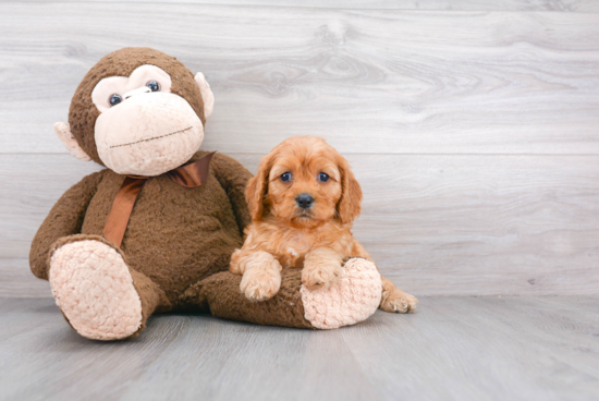 Happy Cavapoo Baby