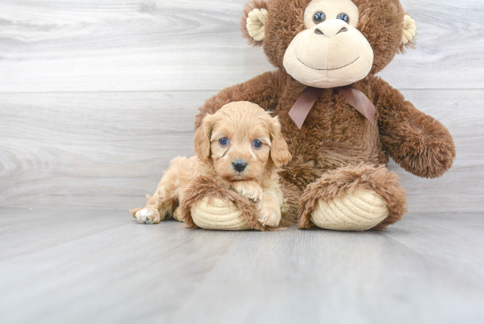 Cavapoo Pup Being Cute