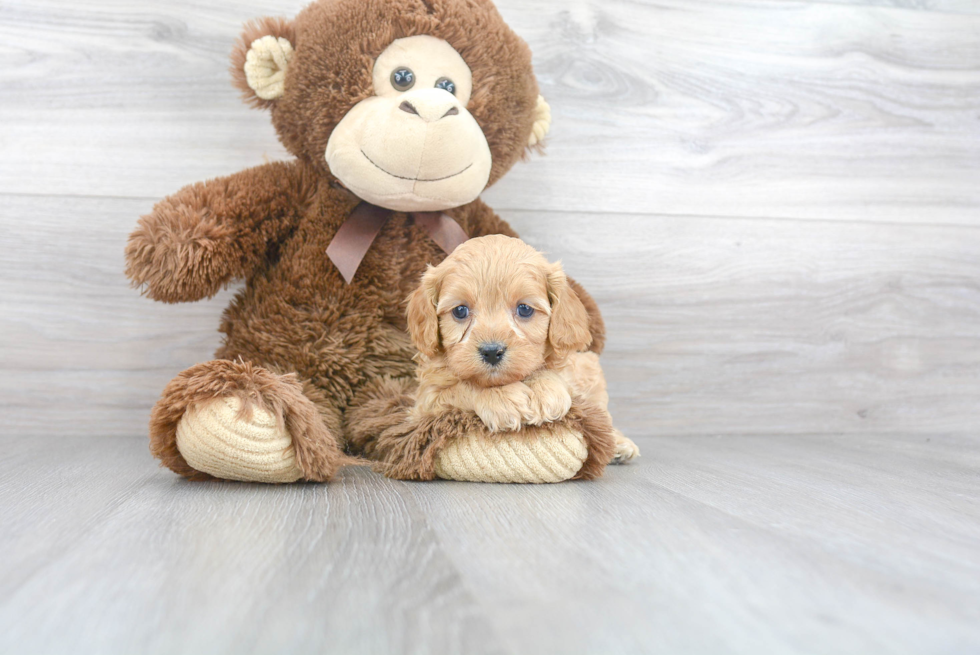 Little Cavoodle Poodle Mix Puppy