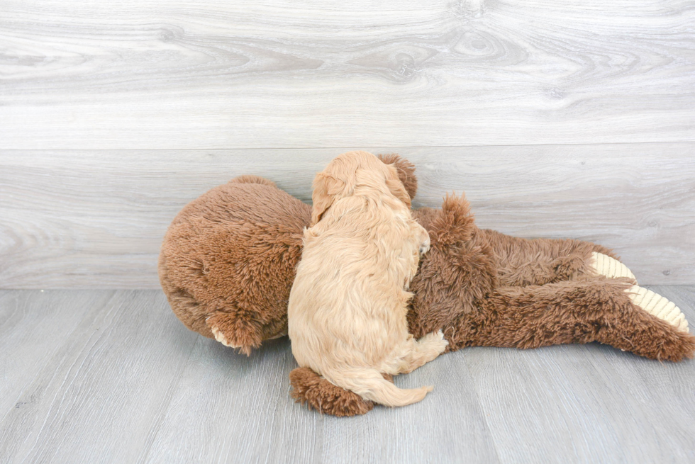 Petite Cavapoo Poodle Mix Pup