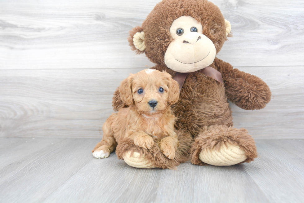 Funny Cavapoo Poodle Mix Pup