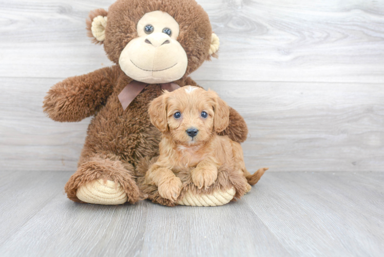 Cavapoo Puppy for Adoption