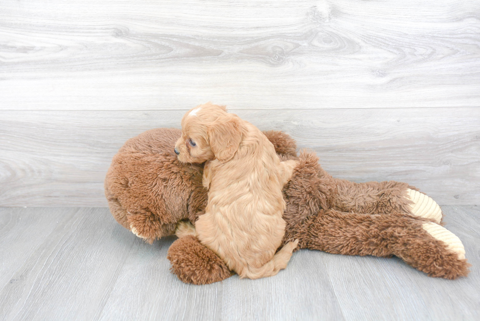 Funny Cavapoo Poodle Mix Pup