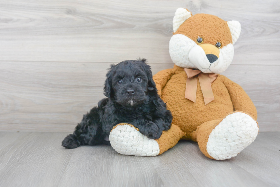 Best Cavapoo Baby