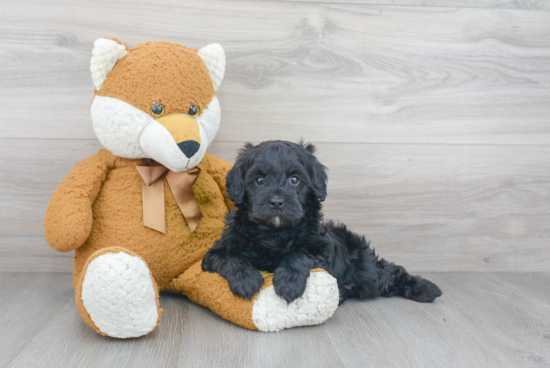 Small Cavapoo Baby