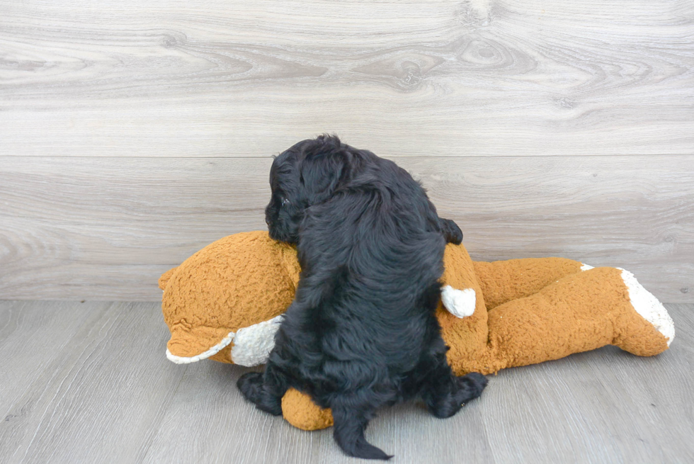 Cavapoo Pup Being Cute