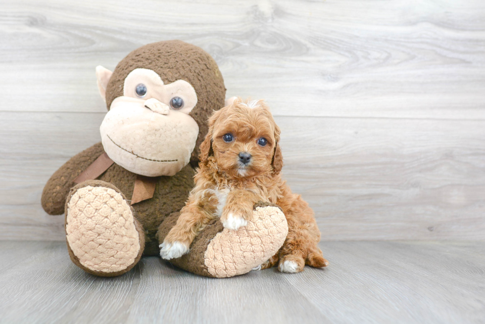 Best Cavapoo Baby