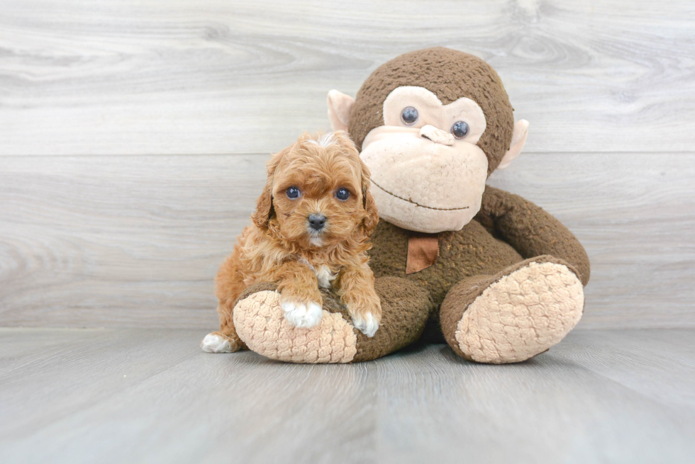 Cavapoo Puppy for Adoption