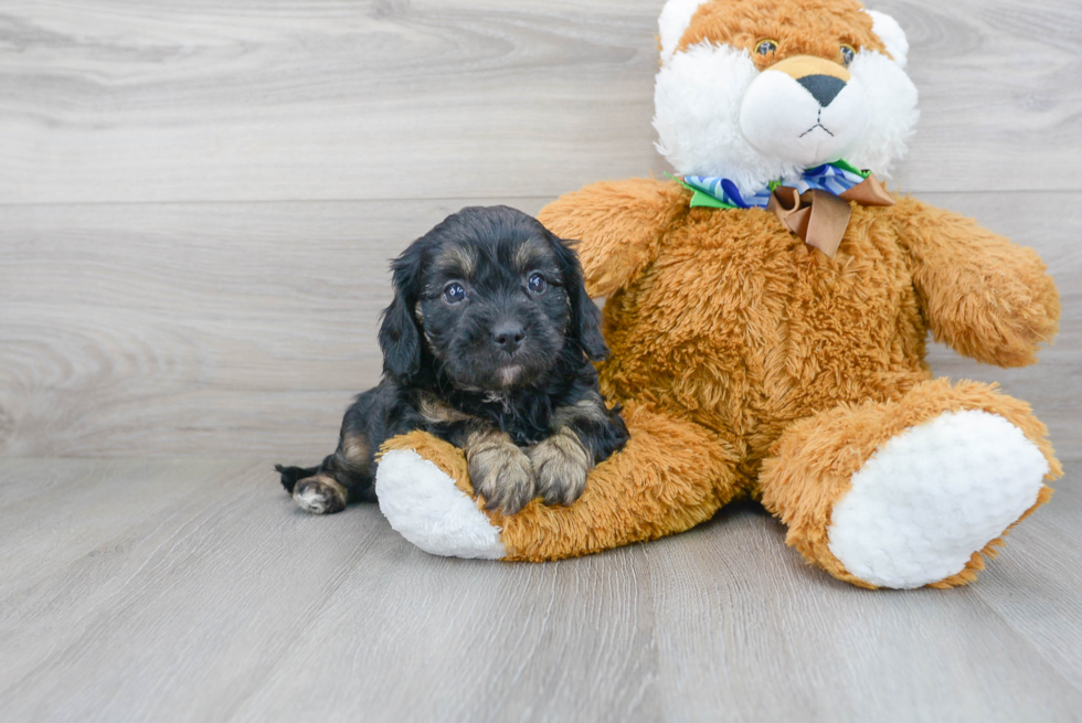 Best Cavapoo Baby