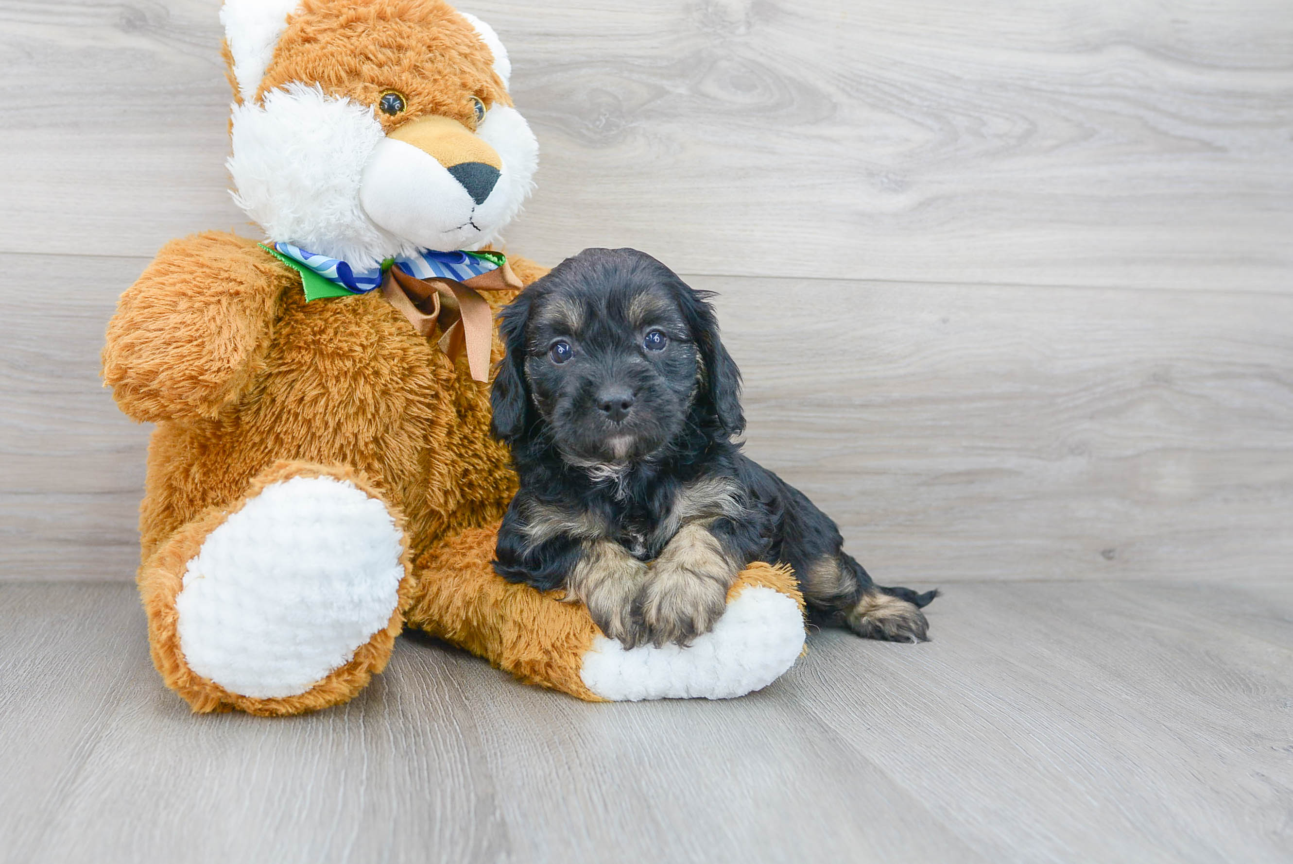Fluffy Cavapoo Poodle Mix Pup