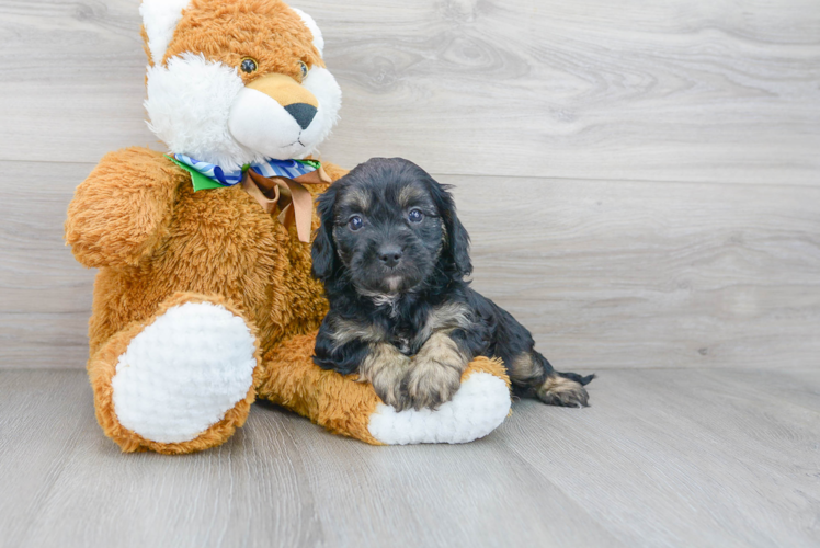 Fluffy Cavapoo Poodle Mix Pup