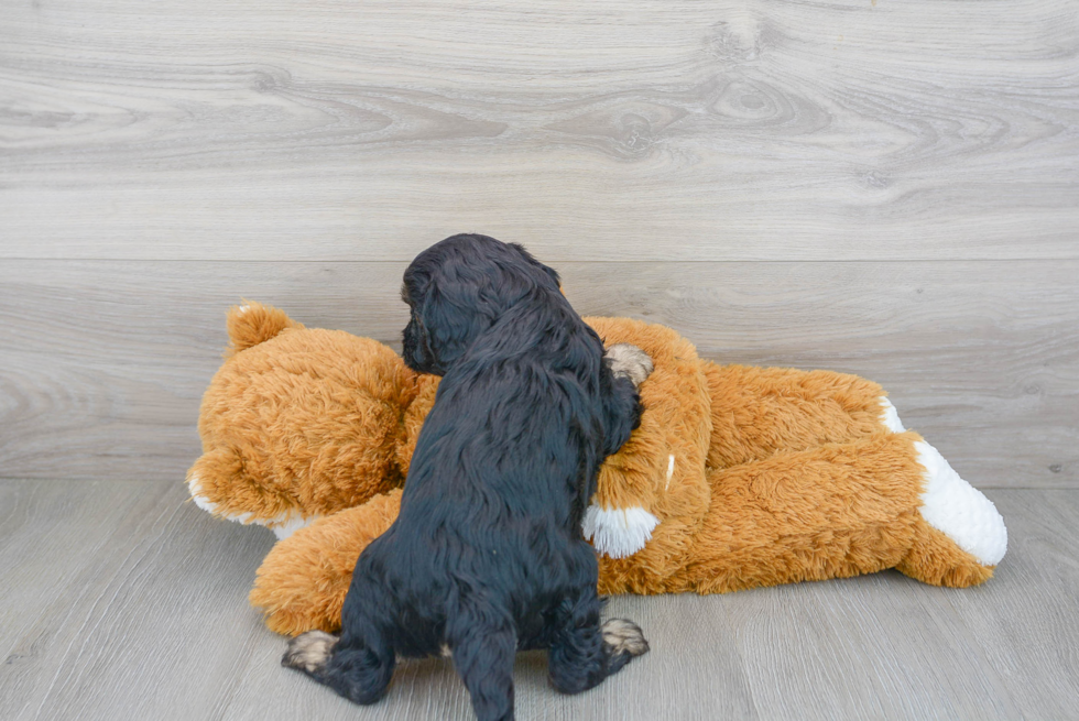 Adorable Cavoodle Poodle Mix Puppy