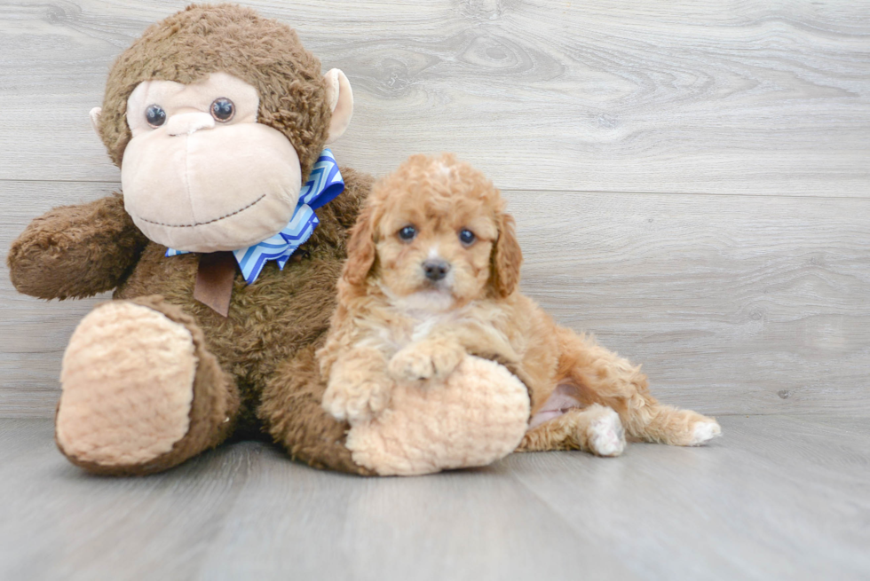 Adorable Cavoodle Poodle Mix Puppy