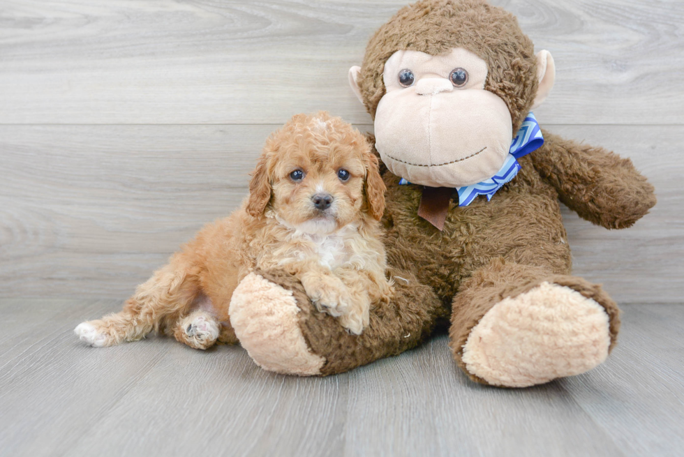 Cavapoo Pup Being Cute