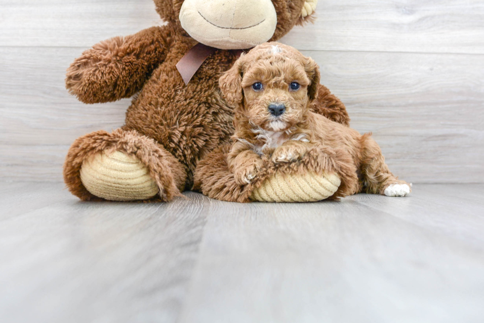 Smart Cavapoo Poodle Mix Pup