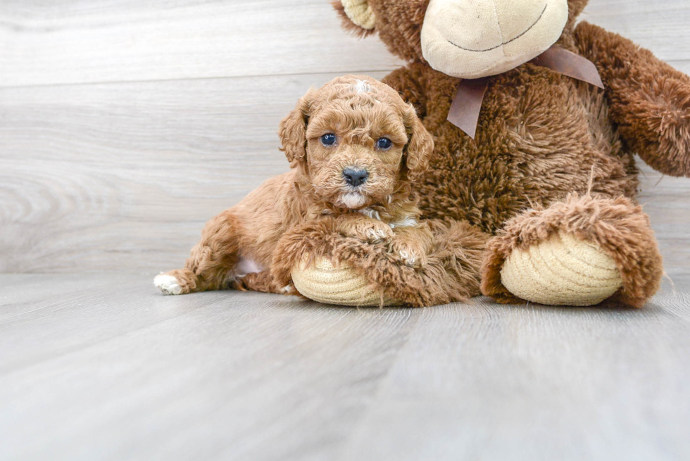 Cavapoo Puppy for Adoption