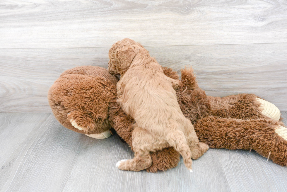 Cavapoo Pup Being Cute