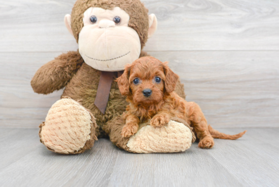 Cavapoo Puppy for Adoption