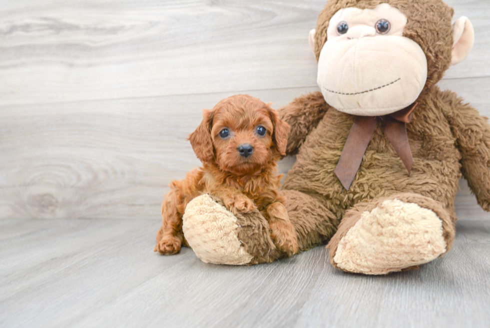 Playful Cavoodle Poodle Mix Puppy