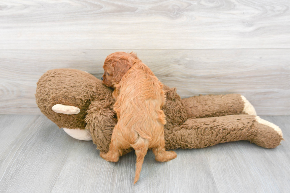 Adorable Cavoodle Poodle Mix Puppy