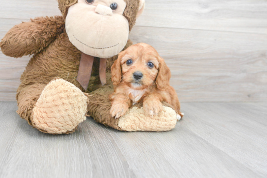 Best Cavapoo Baby