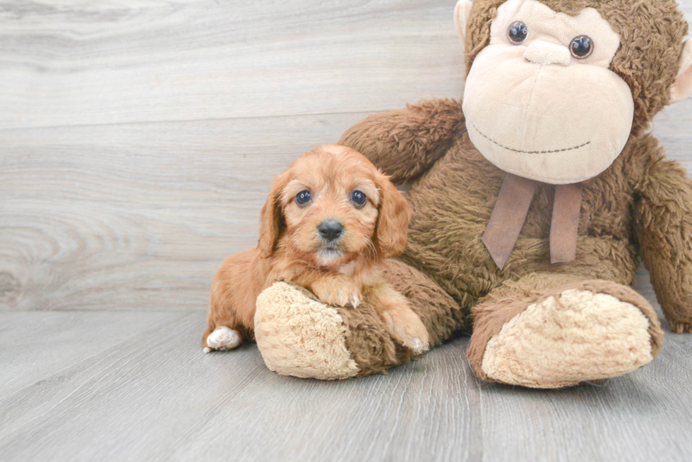 Fluffy Cavapoo Poodle Mix Pup