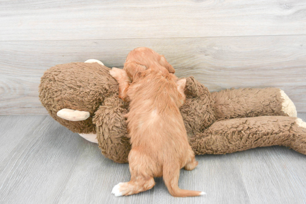 Energetic Cavoodle Poodle Mix Puppy