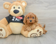 7 week old Cavapoo Puppy For Sale - Premier Pups