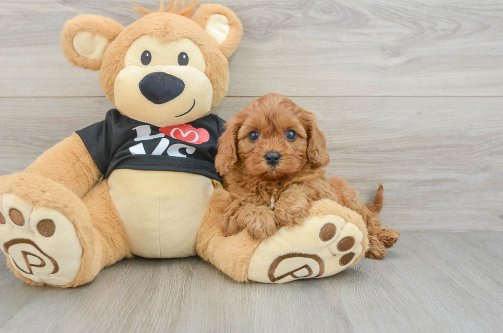 5 week old Cavapoo Puppy For Sale - Premier Pups