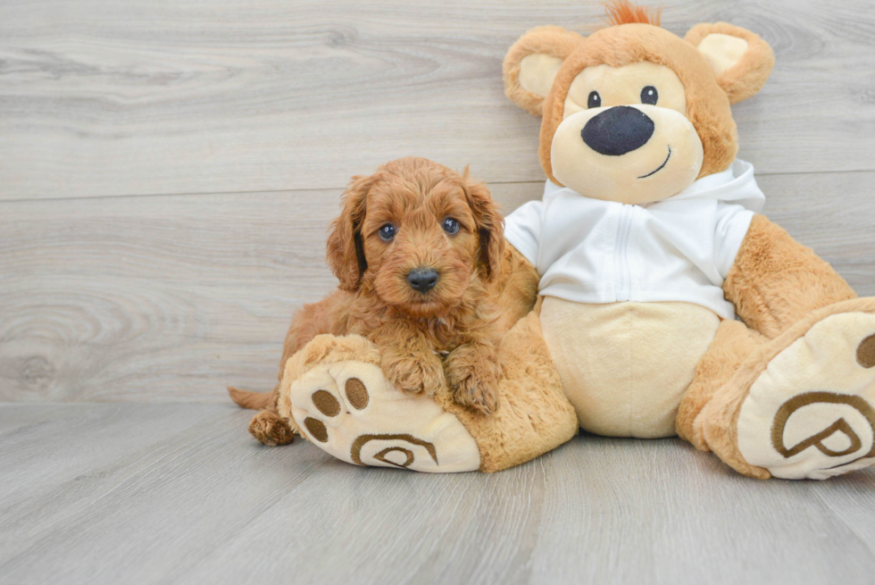 Friendly Cavapoo Baby