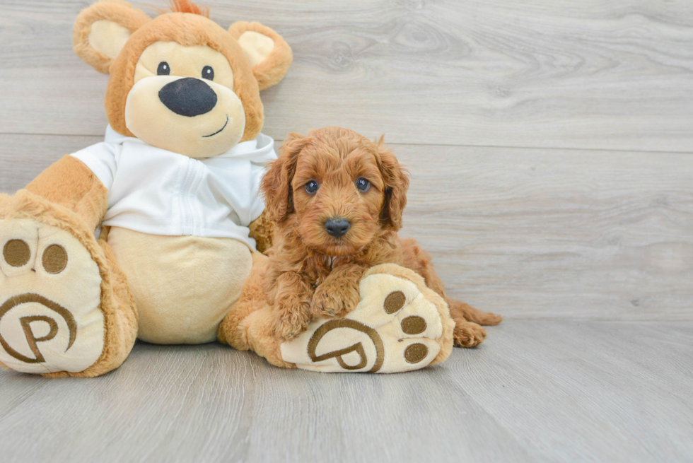 Petite Cavapoo Poodle Mix Pup