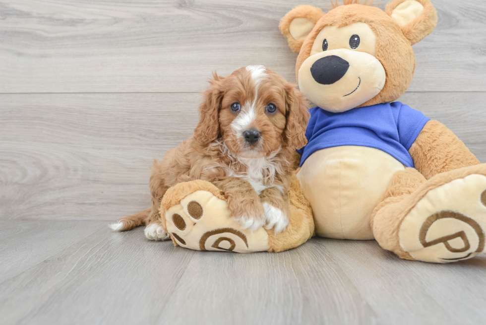 Happy Cavapoo Baby