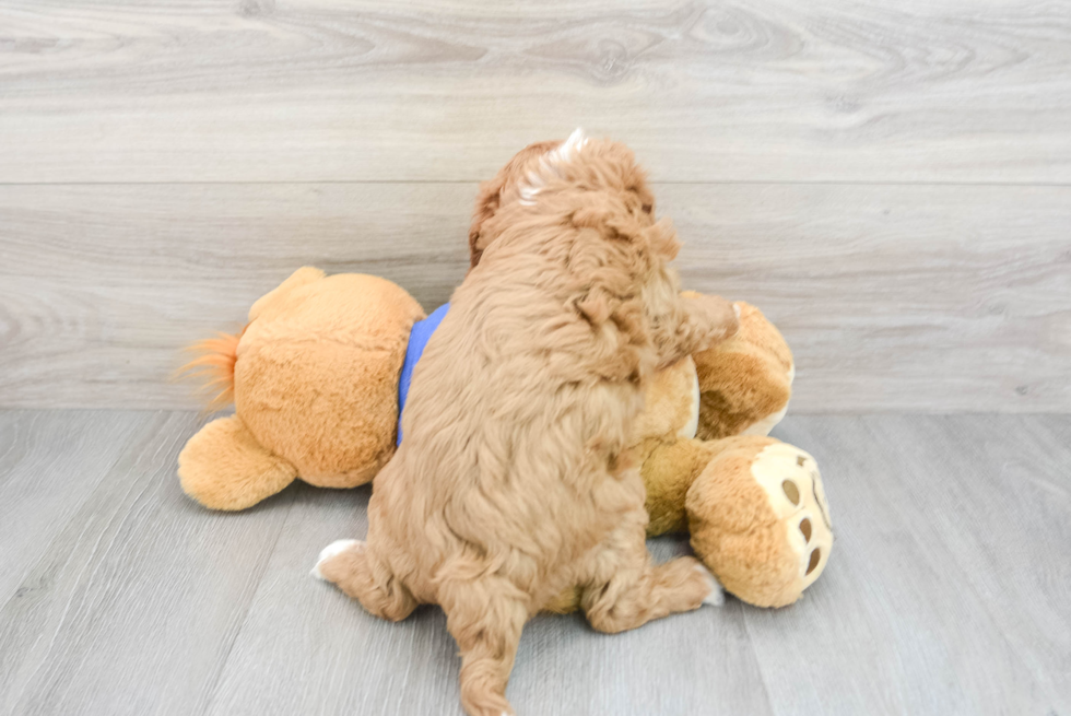 Cavapoo Pup Being Cute