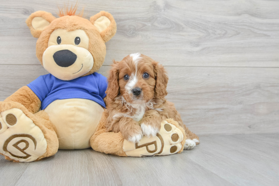 Best Cavapoo Baby