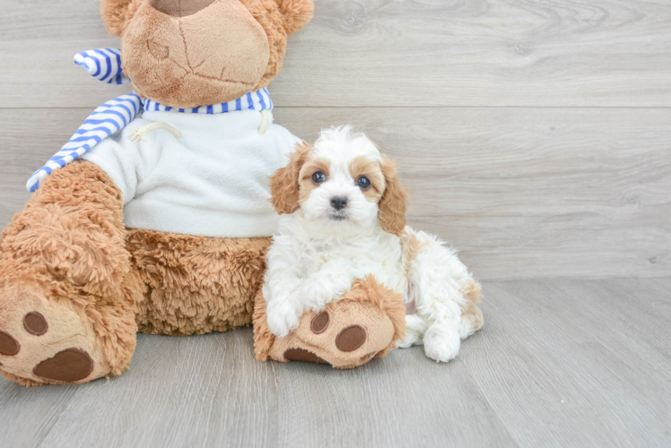 Best Cavapoo Baby