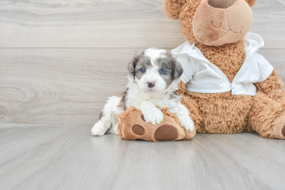 Cavapoo Pup Being Cute