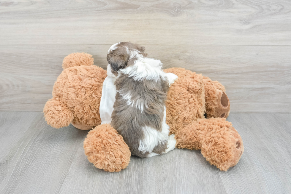 Friendly Cavapoo Baby