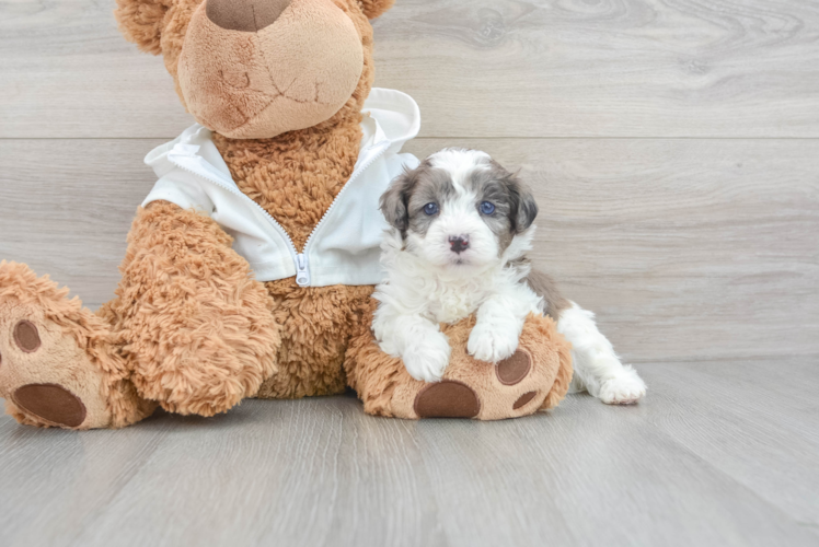 Best Cavapoo Baby