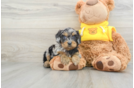 Funny Cavapoo Poodle Mix Pup