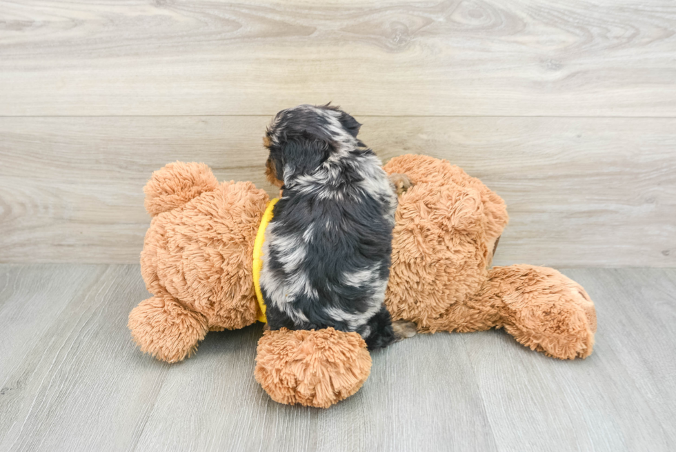 Little Cavipoo Poodle Mix Puppy