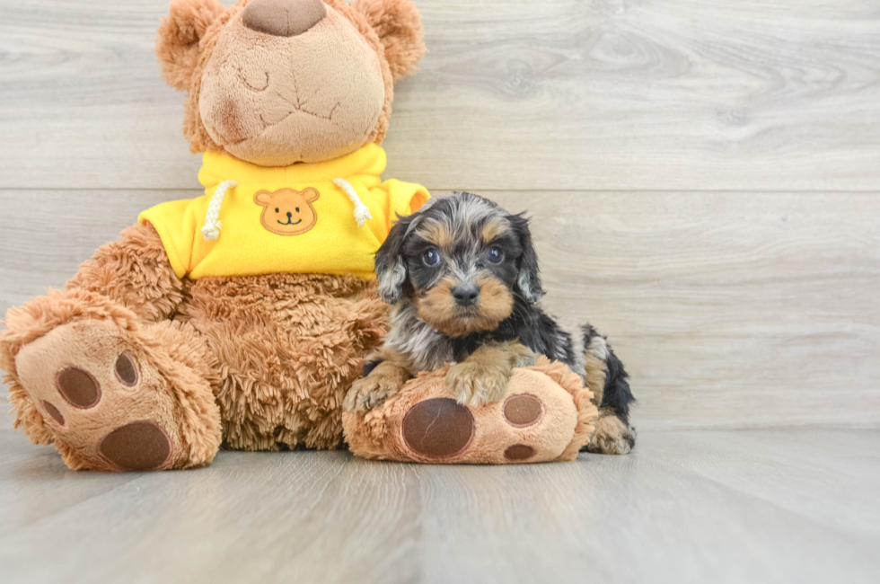 6 week old Cavapoo Puppy For Sale - Premier Pups