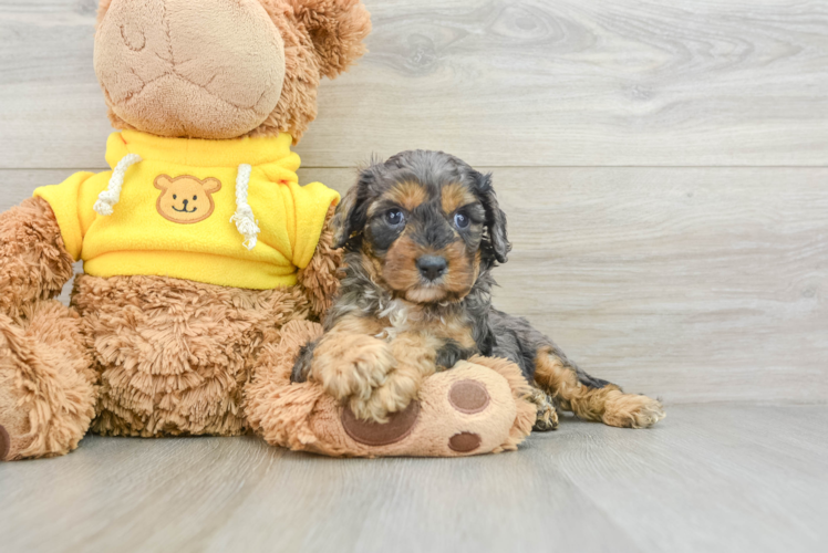 Energetic Cavoodle Poodle Mix Puppy