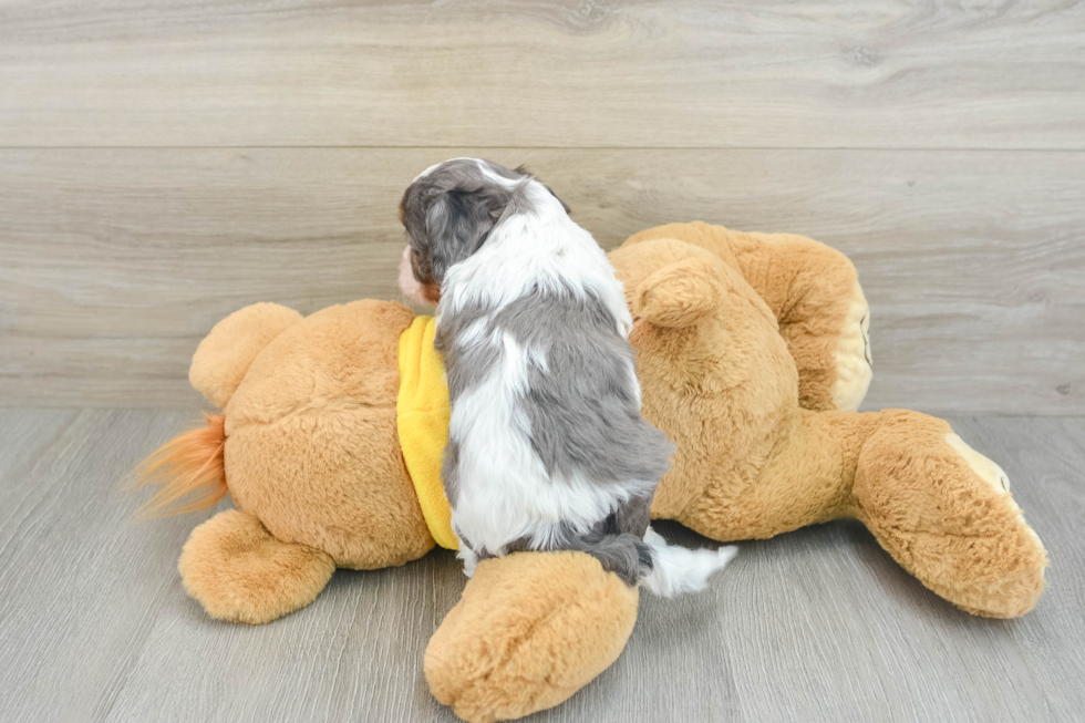 Cavapoo Pup Being Cute