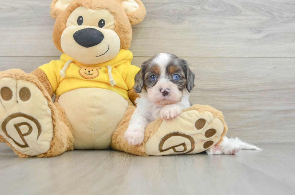 8 week old Cavapoo Puppy For Sale - Premier Pups